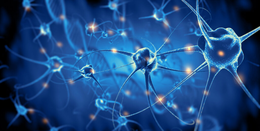 An illustration of nerve cells.